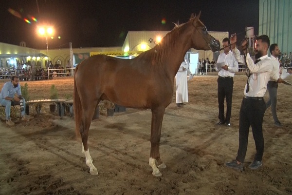 اختتامیه مسابقات زیبایی اسب عرب استان یزد در اشکذر