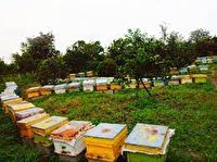 پوشش بیمه مخاطرات سمپاشی برای زنبورستانها