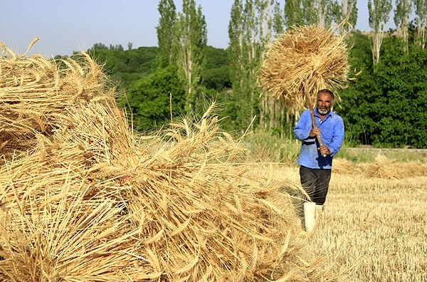 خرید بیش از ۱۳ هزارتن گندم مازاد بر نیاز کشاورزان استان مرکزی