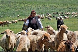 کوچ رمه ‌داران گیلانی از قشلاق به ییلاق