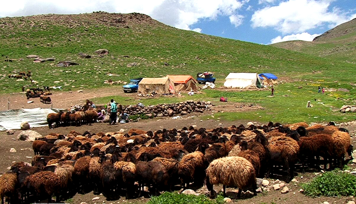 سالانه ۳۰ هزار تن مواد پروتئینی توسط عشایر خراسان رضوی تولید می‌شود