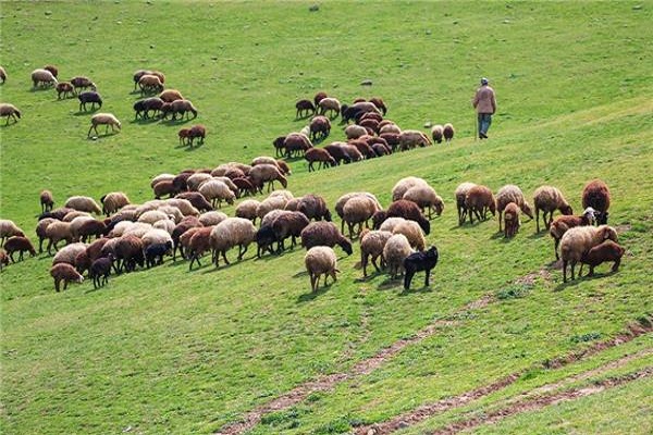 کشف دام قاچاق در سقز