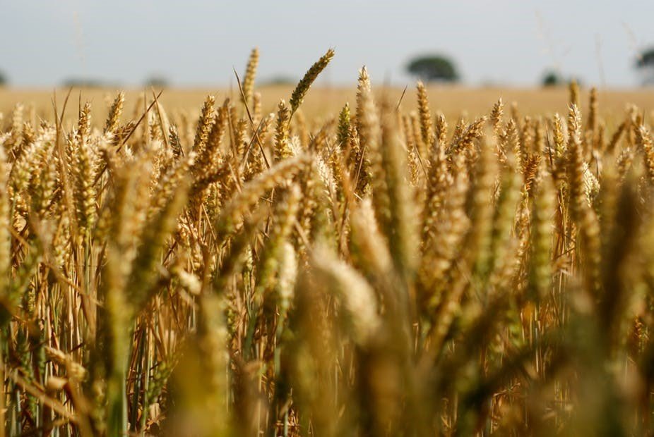 افزایش میزان عملکرد مزارع گندم در جنوب فارس