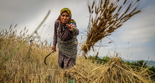 خرید ۵۵۲ هزار تن گندم از کشاورزان گلستان