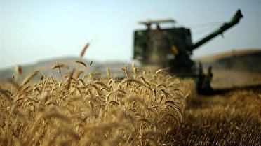 خرید تضمینی ۵ هزار تن گندم در استان کرمانشاه