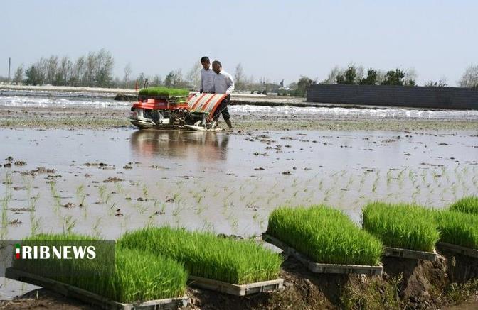 گزارش مکتوب:کشت قراردادی، خیزی برای رونق تولید برنج در گیلان