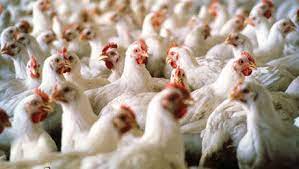 افزایش ۶۰ درصدی تولید مرغ در همدان