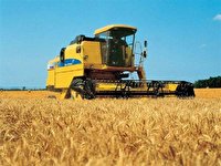 ۶۵ هزار تن گندم از مزارع نقده برداشت می‌شود