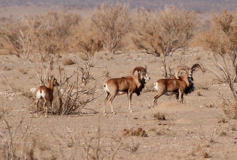 آغاز سرشماری پستانداران خراسان جنوبی