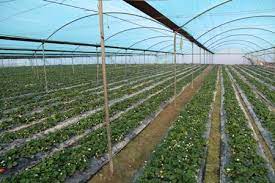 ۳۷ طرح کشاورزی در استان یزد آماده بهره برداری