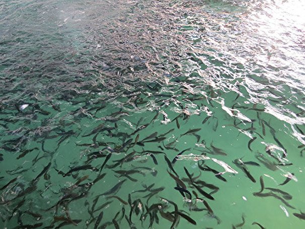 رهاسازی بیش از ۱۲ میلیون قطعه بچه ماهی خاویاری در آبهای گلستان
