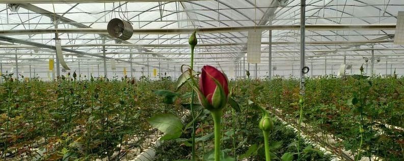 تولید سالانه بیش از ۴ میلیون گل شاخه بریده در کرمانشاه