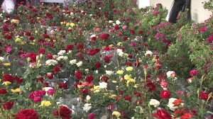 نمایشگاه گل و گیاه و صنایع غذایی در محل جدید نمایشگاه بین المللی همدان