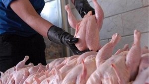 محکومیت یک واحد صنفی به علت تقلب در فروش مرغ