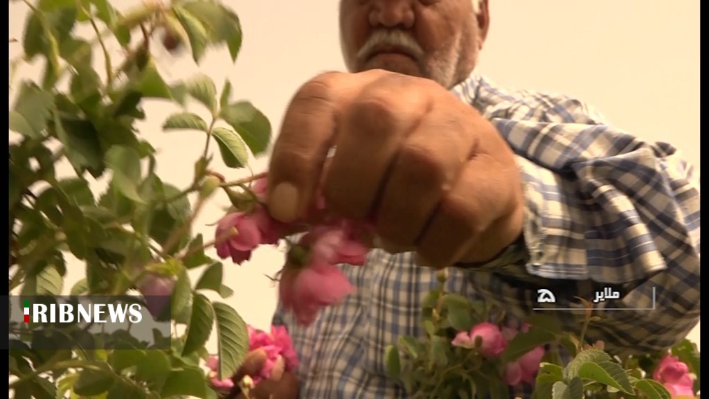 استشمام عطر گل محمدی در مزارع شهرستان ملایر