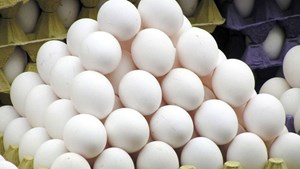مجازات گرانفروشی تخم مرغ در دزفول
