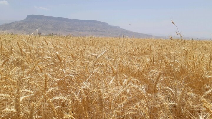 خریداری یک میلیون و ۴۰۳ هزار تن گندم و کلزا در خوزستان