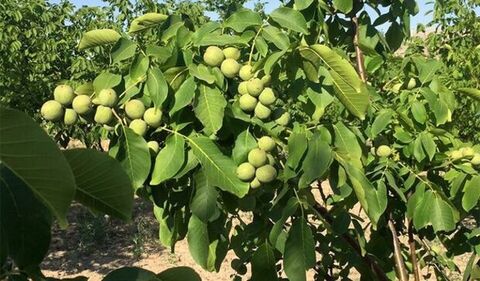 به بار نشستن باغ نهال دیررس گردوی قزوین