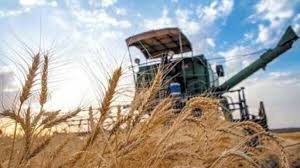 افزایش ۸۰ درصدی میزان برداشت گندم در گناباد