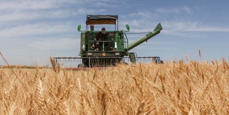 افزایش سی درصدی تولید گندم در شوش