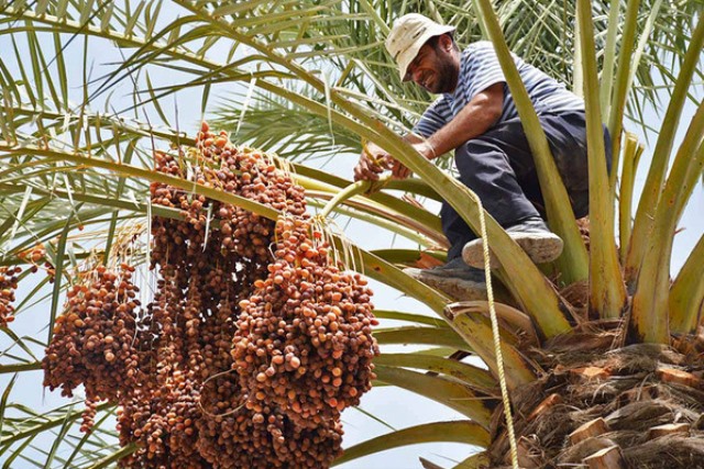 برداشت رطب نوبرانه در هرمزگان 