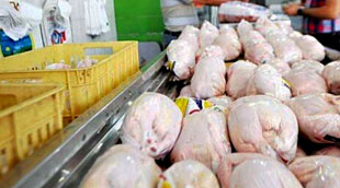 کاهش فروش مرغ پس از پرداخت یارانه