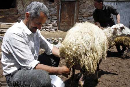 برگزاری جشن شیردوشان در رامسر