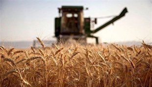 خرید تضمینی ۴۵۰۰ هزار تن گندم از کشاورزان جویباری
