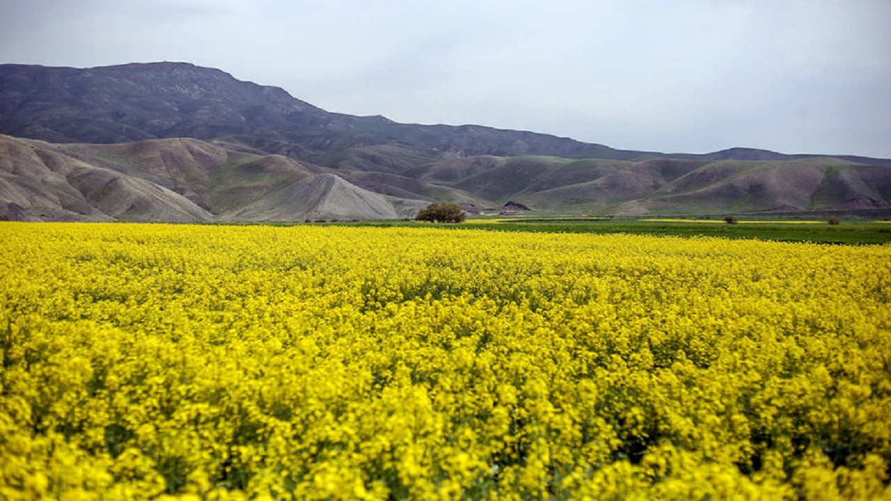 آغاز برداشت دانه روغنی کلزا از مزارع کامیاران