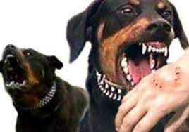 حمله سگ هار به نیروی دامپزشکی نیشابور حین عمل نمونه گیری