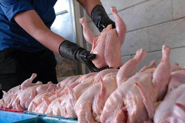 افزایش جوجه ریزی و رفع کمبود مرغ در خوزستان