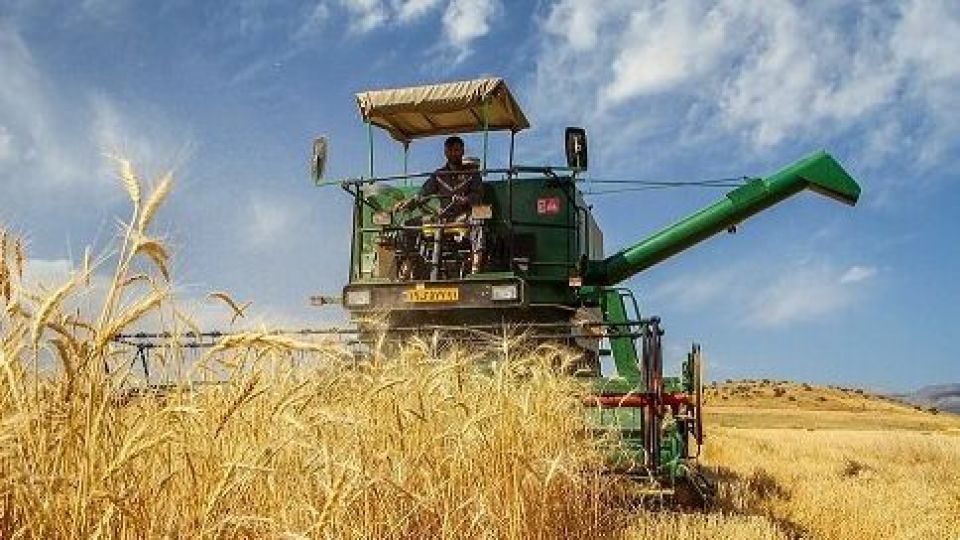 خرید گندم تضمینی از کشاورزان استان به ۱۲۰ هزار تن رسید