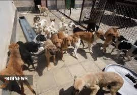 جمع‌آوری بیش از ۵۰۰ سگ ولگرد از سطح شهر ملایر