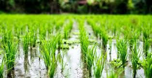 نشاکاری بالغ بر ۵۳۰ هزار هکتار برنج در سطح کشور