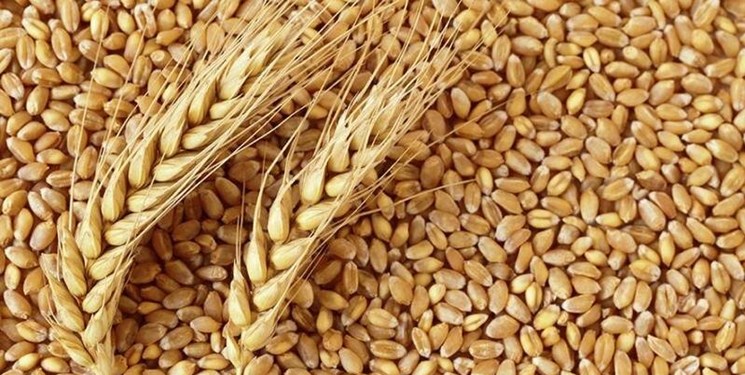 پیش‌بینی تولید ۸۵۰ هزار تن گندم در کردستان