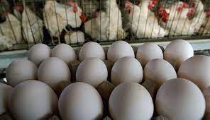 مرغ و تخم مرغ به نرخ مصوب نزدیک می‌شوند