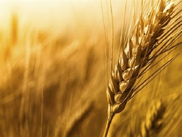 خرید  ۲۵۷ هزار تن گندم از کشاورزان استان کرمانشاه