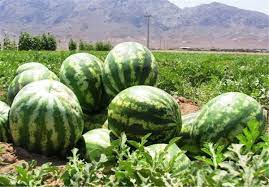 پیش بینی برداشت ۲۸ هزار تن هندوانه از مزارع جغتای