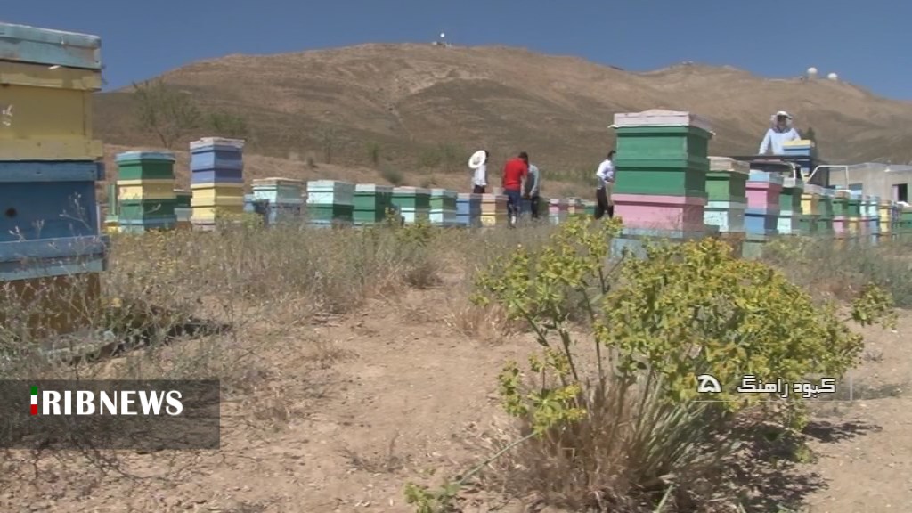 پیش بینی برداشت ۸۰ تن عسل از زنبورستان های کبودرآهنگ