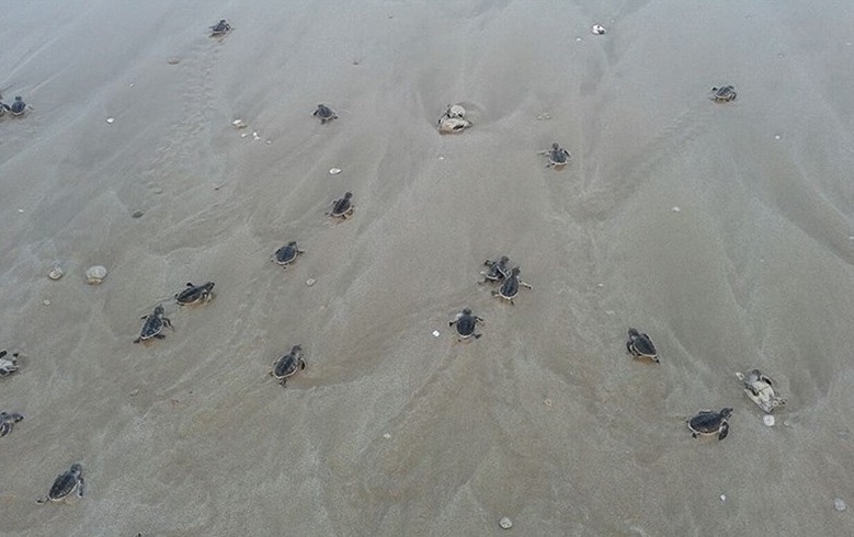 ورود بچه لاک‌پشت‌ها به خلیج‌فارس در سواحل استان بوشهر