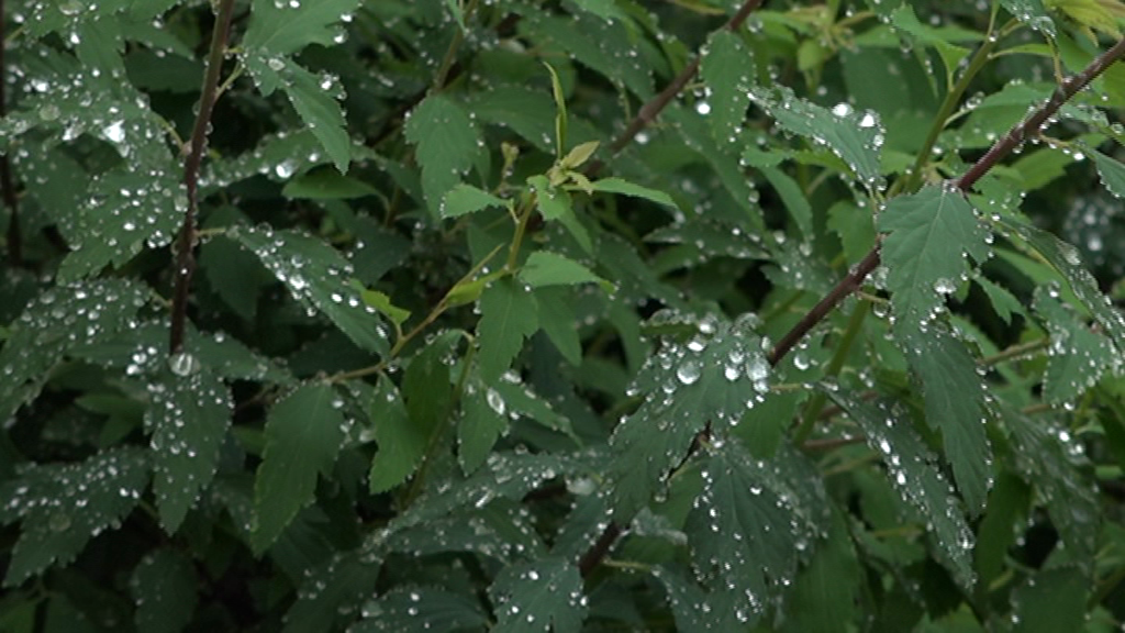 کاهش بارندگی‌های تابستانه گلستان در مقایسه با بلند مدت