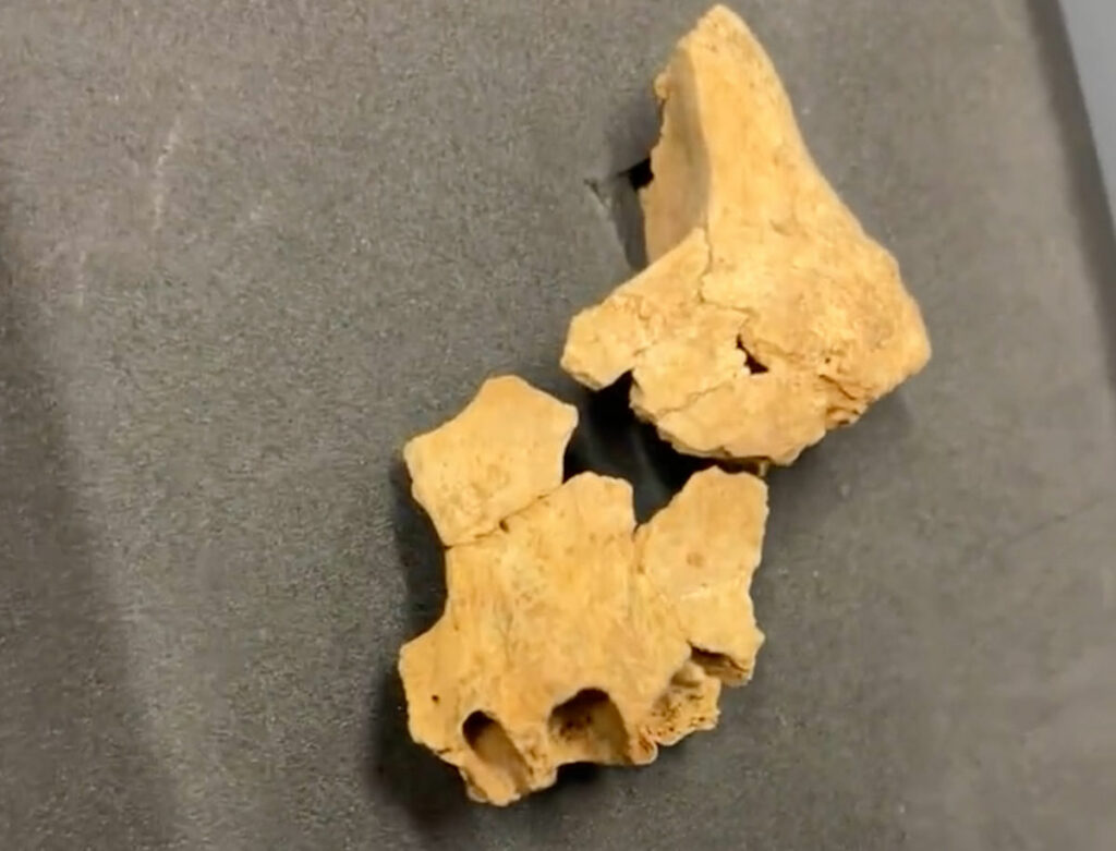 کشف قدیمی ترین فسیل انسانی اروپا