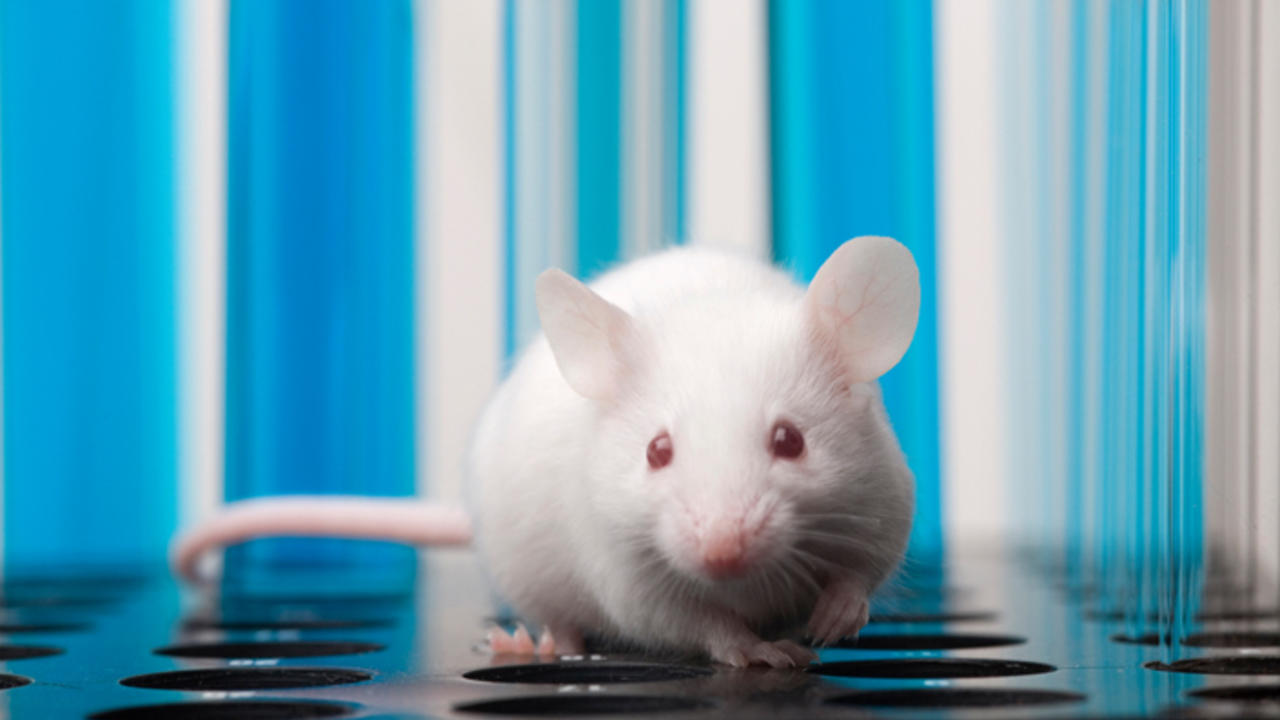 شبیه سازی موش به روش سلول های غیر زایشی منجمد شده