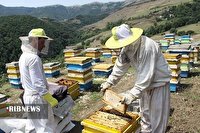 برداشت ۲۲ هزار تن عسل از زنبورستانهای آذربایجان غربی