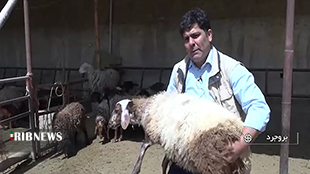 تولید نژاد جدید گوسفند در لرستان