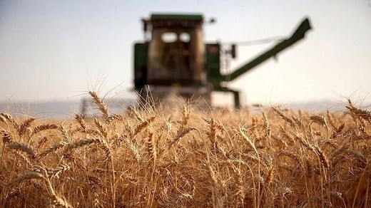 پیش بینی تولید ۸۰ هزار تن گندم از مزارع سنقروکلیایی