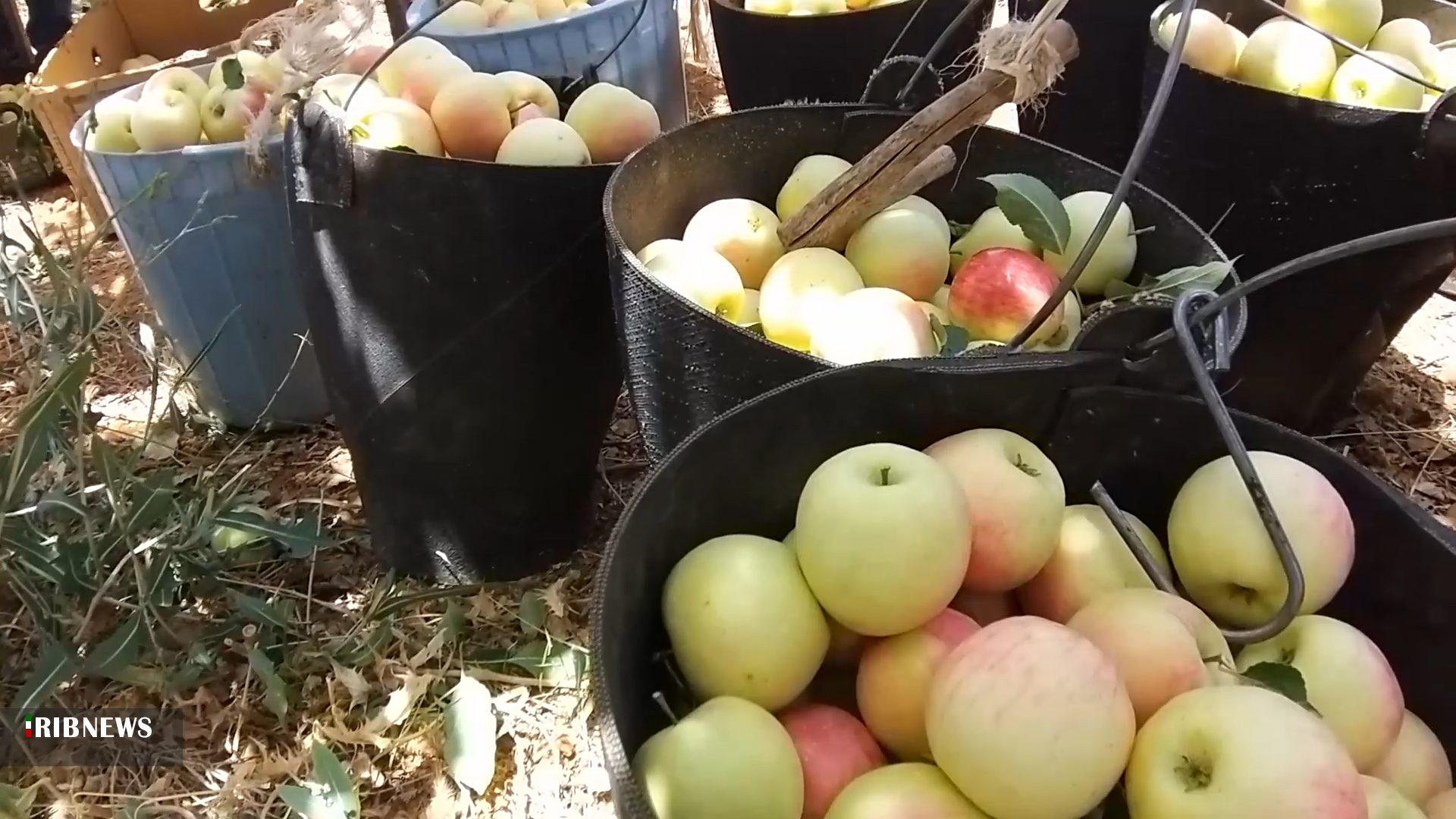 پیش‌بینی برداشت بیش از ۸۰۰۰ تن انواع سیب گلاب بهاره در استان اصفهان
