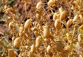 پیش بینی تولید ۶ هزار تُن نخود در مزارع کامیاران