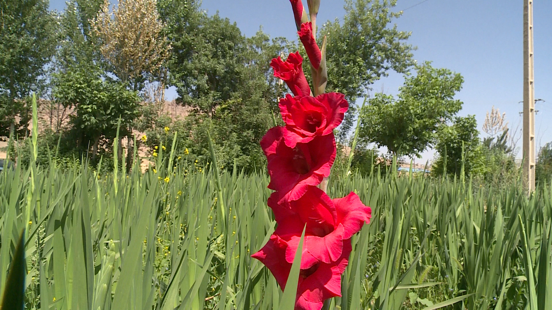 برداشت ۴ برابری گل گلایول در بام ایران