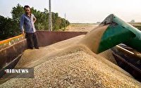 خریدتضمینی ۹۳ هزار تن گندم در آذربایجان غربی